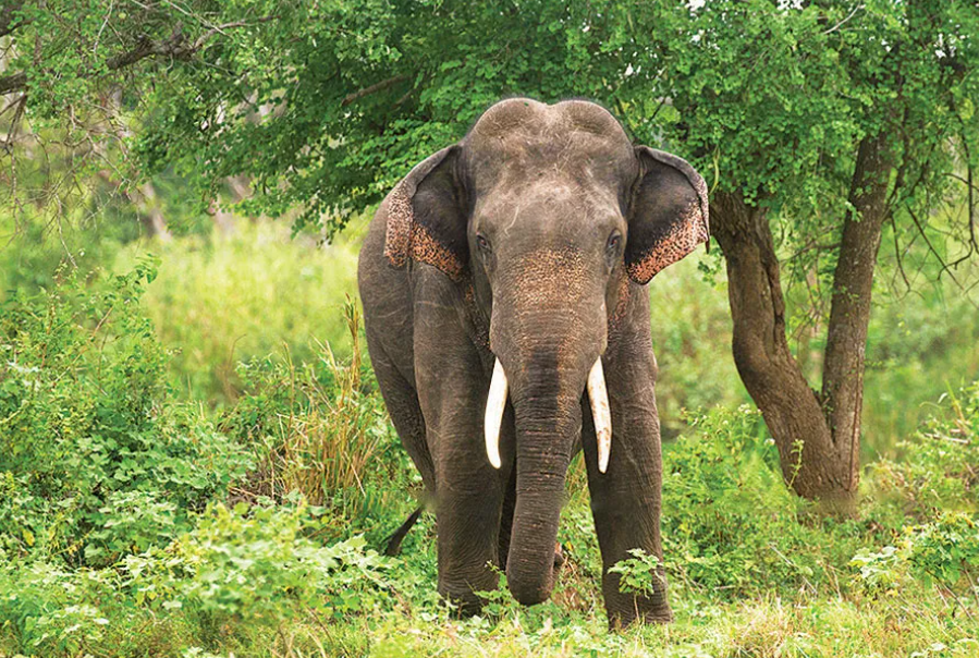 භාතිය සදහටම සමු දෙයි